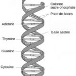 ADN, la double hélice