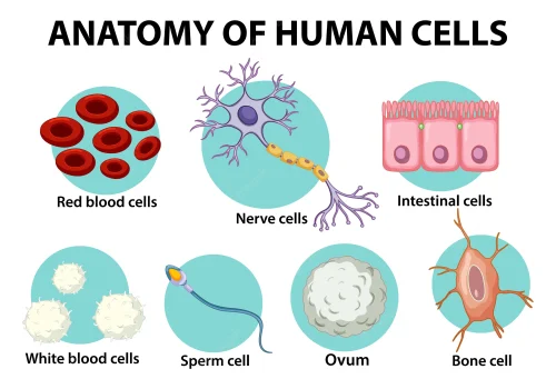 The human body has 37 trillion cells. If we can work out what they all ...